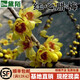黛陌 梅花樹(shù)苗嫁接梅花樹(shù)樁盆景庭院盆栽梅花苗 5號紅心臘梅當年開(kāi)花 1年小苗