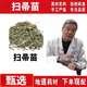 吾家余堂掃帚苗中藥材掃帚草地膚子煮水身上癢帶狀皰疹煮水喝外洗方擦洗原材料 掃帚苗500克