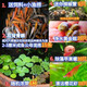 采緹（CAITI）觀(guān)背青鳉觀(guān)賞魚(yú)魔法魚(yú)冷水魚(yú)小型錦鯉金魚(yú)淡水魚(yú)不打氧好養活體 多種生物搭配套餐3+飼料1瓶