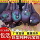 活體鴿子大型元寶鴿種鴿幼鴿一對落地王肉鴿包下蛋觀(guān)賞鴿圓環(huán)公母 黑色 一對公母50天