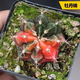 迎虞花苑可愛(ài)仙人球奇異稀有多肉植物開(kāi)花掌組合辦公室花卉小盆栽懶養(yǎng)不死 牡丹錦仙人球塑料盆種好