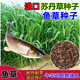 蓿蕾魚草種子四季牧草進口多年生蘇丹草種子養(yǎng)魚專用草種再生魚草種籽 進口蘇丹草【7斤】半畝地用量