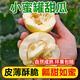 良知農(nóng)哥小蜜罐甜瓜 正宗星甜20小蜜蜂甜瓜香瓜 新鮮現(xiàn)摘現(xiàn)發(fā) 凈重2.8斤