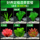 瘋狂水草魚(yú)缸底部水草造景魚(yú)缸草植物綠植水培種植環(huán)30-40缸 源頭直發(fā)包郵