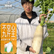IDEAL 理想農(nóng)業(yè) 九斤王白蘿卜種子大白蘿卜種籽秋冬季種植耐寒蔬菜種子