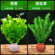 森悠（SARYOR）火山石水草綠菊蜈蚣草水榕無(wú)需底砂懶人魚(yú)缸造景套餐陰性真草植物 綠菊+蜈蚣草【紅白罐組合】