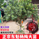 姬緣希正宗嫁接東魁楊梅樹苗特大楊梅樹果苗南方北方種植盆栽地栽果樹苗 7年大苗（結果多多）送2年苗2棵