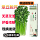 【順豐】章丘鮑芹 女郎山特產(chǎn)嫩芹菜 新鮮當季蔬菜 嫩芽級 | 3斤