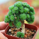 多肉植物帶盆綠植花卉盆栽貴貨老樁群生玉樹玉露仙人掌肉肉 球松5-6cm【帶盆栽好】
