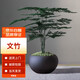 墨一文竹盆栽室內禪意盆景好養綠植辦公室  文竹+禪意紫砂盆 源頭直發(fā)