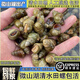 鮮賢農(nóng)微山湖新鮮清水田螺鮮活大螺螄無(wú)沙可剪尾石螺螺絲肉活體包活順豐 新鮮清水田螺（無(wú)沙包活） 2500g