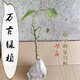 仟草集佛肚竹盆栽葫蘆竹羅漢竹觀賞竹竹子陽(yáng)臺(tái)盆景辦公室內(nèi)植物客廳綠植 母苗肚子好1顆