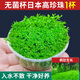 森悠（SARYOR）無(wú)菌杯日本高珍珠水草植物生態(tài)魚(yú)缸造景陰性前中后景凈水下葉草坪 無(wú)菌杯日本高珍珠草1大杯【無(wú)藻無(wú)螺 株量大】
