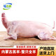 油六?，F(xiàn)殺內(nèi)蒙古錫林郭勒散養(yǎng)羔羊羊肉烤全羊整只全羊現(xiàn)殺羔羊送禮禮盒 38斤左右全羊整只
