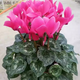 仙客來盆栽帶花大花重瓣花卉植物室內(nèi)花種球大盆陽臺(tái)仙鶴來原生根 悠美粉-[帶花]原盆原士