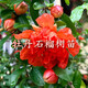 日本翠葉牡丹石榴樹(shù)苗南北方盆栽庭院種植重瓣觀(guān)賞石榴花當年結果 牡丹石榴樹(shù)苗 5年高品質(zhì)苗【當年結果】1棵