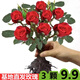 致薈樹玫瑰花苗四季開花盆栽花卉植物室內(nèi)外庭院薔薇月季花老樁帶花樹苗 紅玫瑰【3顆】