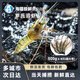 海蘊極鮮【活鮮】鮮活羅氏蝦 新鮮羅氏沼蝦淡水白腳蝦金錢(qián)蝦燒烤 超大號 500g(凈重)  6-8只左右