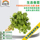 彩虹雨生態(tài)香菜100g北京農場(chǎng)出產(chǎn)配送生態(tài)蔬菜