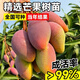 芒果苗樹(shù)嫁接特大金煌芒四季紅貴妃芒果樹(shù)苖當年結果帶土地栽盆栽 紅妃 二年苗