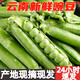 農大姐妹 新鮮豌豆 菜豌 豌豆莢 青毛蠶豆 新鮮蔬菜現摘帶殼豌豆角毛豆 3斤