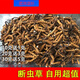 開航斷蟲草干草冬蟲草夏草煲湯泡酒斷草處理蟲草 斷蟲草5克裝