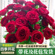 臨雅月季盆栽花苗四季開花卉玫瑰帶花苞源頭直發(fā) 紅絲絨月季180#盆