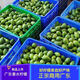 創(chuàng)森園廣東香水檸檬應(yīng)季廣東新鮮水果無籽檸檬奶茶店必備一級(jí)青檸檬青檸 4500g 一級(jí)果