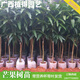 芒果苗樹嫁接特大金煌芒四季紅貴妃芒果樹苖當年結果帶土地栽盆栽 金煌4年苗【帶營養(yǎng)杯發(fā)貨】 90cm(含)-99cm(含)