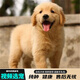 寵六福純種金毛幼犬寵物狗狗活體小狗活物幼崽 寵物級 公