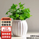 行湘常春藤水培綠植桌面綠植盆栽盆景+白色南瓜塑料吸水盆 源頭直發(fā)