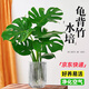 愛(ài)優(yōu)尚水培龜背竹盆栽客廳室內(nèi)辦公室桌面植物40cm2株吸甲醛源頭直發(fā)