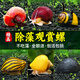 觀賞螺蝸牛寵物淡水蘋果螺活體魚缸除藻吃藻魚缸清潔黑金剛黃金螺 【清缸除藻】買12送4備損共16個(gè)