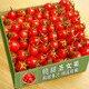 顧一【現(xiàn)摘現(xiàn)發(fā)】新鮮圣女果 產(chǎn)地直發(fā)生吃小番茄 櫻桃干當(dāng)季蔬菜水果 5斤丨午休后的愜意酸甜 實(shí)惠中果丨單果【8g-12g】