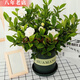 雅卉 大綠植發(fā)財樹盆栽梔子花大型植物室內(nèi)辦公室客廳商場開業(yè)喬遷 梔子花110中杯 含盆