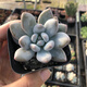 迎虞花苑上新精品多肉植物易爆盆群生萌肉肉辦公室創(chuàng)意綠植花卉盆栽 香水6厘米塑料盆栽好