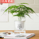 雅卉水培植物盆栽發(fā)財樹(shù)辦公室內小綠植蘆薈吊蘭花卉盆栽好養 【懶人盆】文竹兩盆裝 含盆