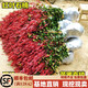 黛陌 紅葉石楠樹(shù)苗四季常青庭院別墅綠化苗木盆栽紅羅賓籬笆苗景觀 冠幅50冠幅