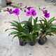 意軒石斛蘭盆栽帶花苞四季開(kāi)花不斷綠植室內陽(yáng)臺花卉易養蘭花植物 紅潑墨 7-8苗 帶花  送懶人