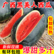 惠食一族越南黑美人西瓜新鮮水果黑皮沙瓤冰糖4K 商超爆甜【7-8斤】