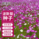 花沃里波斯菊花種子約10g/包 花卉種子家庭盆栽花籽陽(yáng)臺辦公庭院草籽