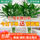 萌肉居20根大葉富貴竹水培植物花卉招財竹水養盆栽綠植高60cm高源頭直發(fā)