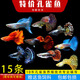 森悠（SARYOR）孔雀魚純種觀賞魚小型淡水好養(yǎng)熱帶魚活體斑馬金魚鳳尾魚繁殖 雜袍孔雀魚10條+5條備損