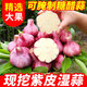 中鮮生2025年現(xiàn)挖紫皮濕蒜新鮮大蒜頭腌制糖蒜生鮮蔬菜 3斤裝【現(xiàn)挖濕蒜】大果