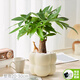 植季發(fā)財樹(shù)室內小盆栽辦公室桌面富貴竹土培植物四季常青懶人好養綠植 單桿發(fā)財樹(shù)+奶油泡泡盆【小鹿款】 帶盆栽好