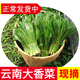 辰實云南大香菜 德宏緬芫荽 刺芫荽 傣族傣味香料 新鮮蔬菜 1000g【新鮮云南大香菜】