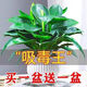 大葉金鉆綠公主室內盆栽水培植物綠植花卉客廳綠蘿吸甲醛 買(mǎi)一盆送一盆不含盆+贈肥料 吸毒王40-56cm室內*