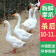 王氏正德 農(nóng)家散養(yǎng)大白鵝整只 新鮮冷凍鵝肉嫩鵝土鵝 大鵝生鮮 鵝10-11斤