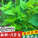 四川新鮮藿香葉魚(yú)香葉 露天現(xiàn)摘魚(yú)香菜藿香苗草 泡茶做菜霍香葉子 綠色 藿香純?nèi)~子嫩尖250g