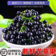 新鮮龍葵果500g野生現(xiàn)摘黑天天黑悠悠黑呦呦黑星星龍葵果新鮮順豐 500g鮮果